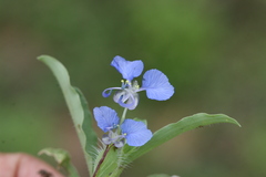 Commelina forskalaei